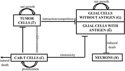 A Mathematical Model for On-Target Off-Tumor Effect of CAR-T Cells on Gliomas